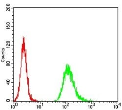 NF-M Antibody (1B6B12) - BSA Free, Novus Biologicals 0.1 ml; Unconjugated:Antibodies,