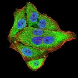 NF-M Antibody (1B6B12) - BSA Free, Novus Biologicals 0.1 ml; Unconjugated:Antibodies,