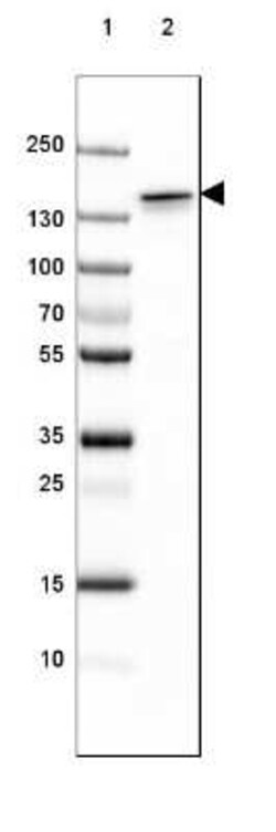 NF-M Antibody (CL2688), Novus Biologicals 0.1 mL, Unconjugated:Antibodies,