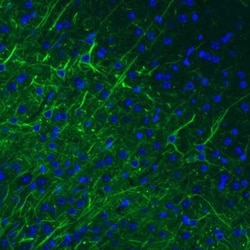 NF-M Antibody (CL2705), Novus Biologicals:Antibodies:Primary Antibodies