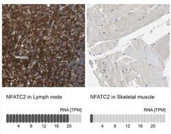 NFATC2/NFAT1 Antibody, Novus Biologicals 25 &mu;L; Unconjugated:Anticorps,