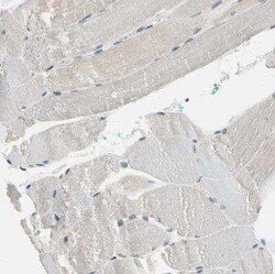 NFATC2/NFAT1 Antibody, Novus Biologicals 25 &mu;L; Unconjugated:Anticorps,