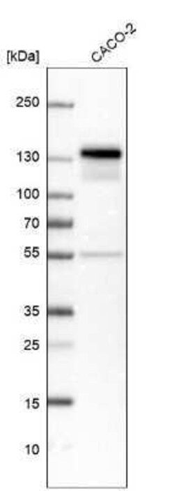 NFATC2/NFAT1 Antibody, Novus Biologicals 25 &mu;L; Unconjugated:Anticorps,
