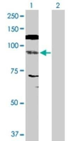 NFATC4 Antibody, Novus Biologicals 0.1 mg | Buy Online | Novus Biologicals | Fisher Scientific