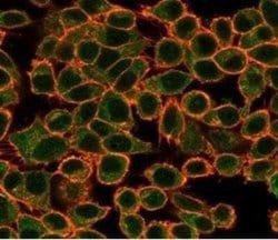 NFIA Mouse anti-Human, Mouse, Rat, Clone: PCRP-NFIA-2C6, Novus Biologicals:Antibodies:Primary
