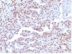 NFIA Mouse anti-Human, Mouse, Rat, Clone: PCRP-NFIA-2C6, Novus Biologicals:Antibodies:Primary