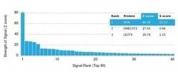 NFIA Mouse anti-Human, Mouse, Rat, Clone: PCRP-NFIA-2C6, Novus Biologicals:Antibodies:Primary