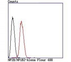 NFIB Antibody, Novus Biologicals 100 &mu;L | Buy Online | Novus Biologicals | Fisher Scientific