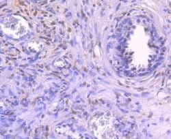 NFIB Antibody, Novus Biologicals 100 &mu;L | Buy Online | Novus Biologicals | Fisher Scientific