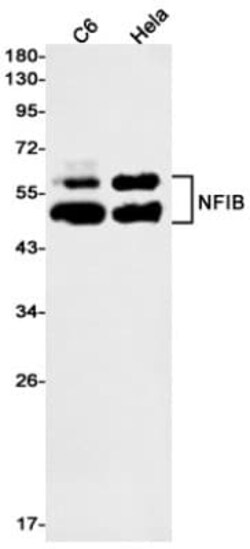 NFIB Antibody (S03-0E5), Novus Biologicals:Antibodies:Primary Antibodies