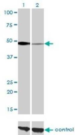 NFIC Antibody (1C12-2A2), Novus Biologicals 0.1 mg | Buy Online | Novus Biologicals | Fisher Scientific