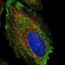 NFKBID Rabbit anti-Human, Polyclonal, Novus Biologicals 25 &mu;g | Buy Online | Novus Biologicals | Fisher Scientific