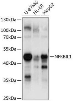 NFKBIL1 Antibody - BSA Free, Novus Biologicals:Antibodies:Primary Antibodies