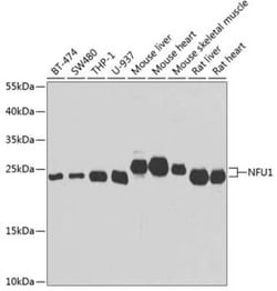 NFU1 iron-sulfur cluster scaffold homolog Antibody - BSA Free, Novus Biologicals:Antibodies:Primary