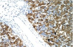 NFYA Antibody, Novus Biologicals 100 &mu;L; Unconjugated:Antibodies, Polyclonal