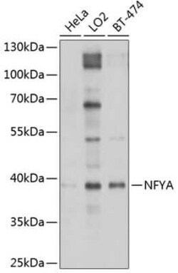 NFYA Antibody - BSA Free, Novus Biologicals 0.1 mL; Unconjugated:Antibodies,