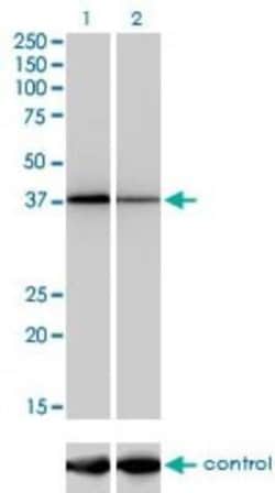 NFYC Antibody (1D3), Novus Biologicals 50 &mu;g | Buy Online | Novus Biologicals | Fisher Scientific