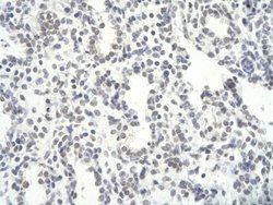 NFYC Antibody, Novus Biologicals 100 &mu;L; Unconjugated:Antibodies, Polyclonal