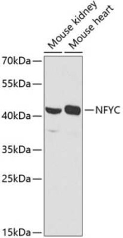 NFYC Antibody - BSA Free, Novus Biologicals:Antibodies:Primary Antibodies