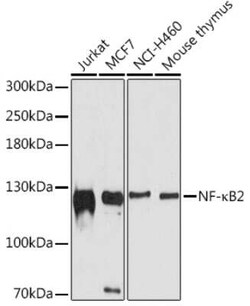 NFkB p100/p52 Antibody - BSA Free, Novus Biologicals 0.1 mL; Unconjugated:Antibodies,