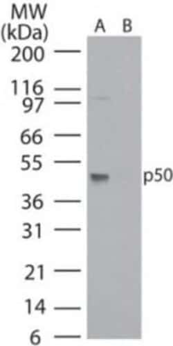 NFkB p105/p50 Antibody (2J10D7) - Azide and BSA Free, Novus Biologicals