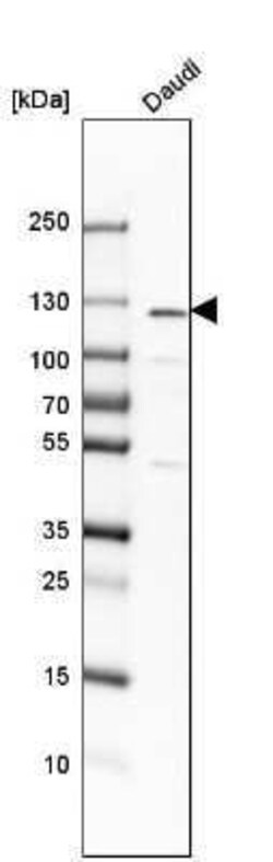 NFkB p105/p50 Antibody, Novus Biologicals 0.1 mL | Buy Online | Novus Biologicals | Fisher Scientific