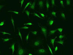 NFkB1/NFkB p105 Antibody, Novus Biologicals 100 &mu;g; Unconjugated:Anticorps,