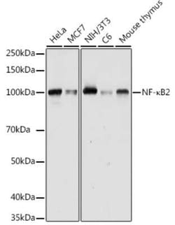 NFkB p100/p52 Antibody - Azide and BSA Free, Novus Biologicals 0.02 mL;