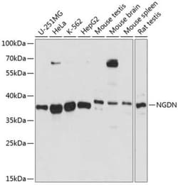NGDN Antibody - Azide and BSA Free, Novus Biologicals 0.1 mL; Unconjugated:Antibodies,