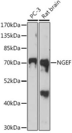 NGEF Antibody - Azide and BSA Free, Novus Biologicals 0.02 mL; Unconjugated:Antibodies,