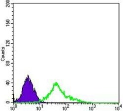 NGFR/TNFRSF16/p75NTR Antibody (2F1C2) - BSA Free, Novus Biologicals:Antibodies:Primary