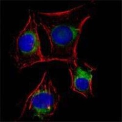 NGFR/TNFRSF16/p75NTR Antibody (2F1C2) - BSA Free, Novus Biologicals:Antibodies:Primary