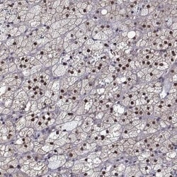 NGFI-B alpha/Nur77/NR4A1 Antibody, Novus Biologicals 25ul; Unconjugated:Antibodies,