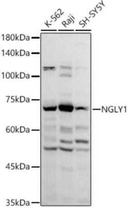 NGLY1 Antibody - Azide and BSA Free, Novus Biologicals:Antibodies:Primary