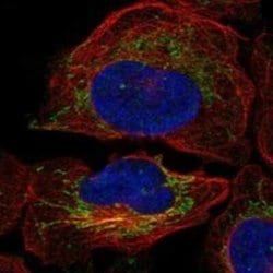 NGRN Rabbit anti-Human, Polyclonal, Novus Biologicals 25 &mu;g | Buy Online | Novus Biologicals | Fisher Scientific