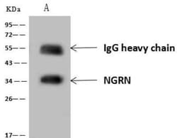 NGRN Antibody, Novus Biologicals:Antibodies:Primary Antibodies