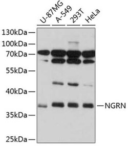 NGRN Antibody - Azide and BSA Free, Novus Biologicals 0.02 mL; Unconjugated:Antibodies,
