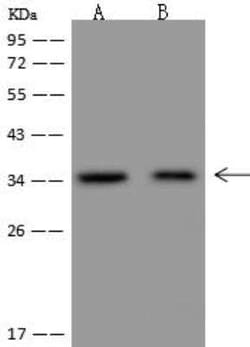 NGRN Antibody, Novus Biologicals:Antibodies:Primary Antibodies
