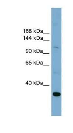 NHE1/SLC9A1 Antibody, Novus Biologicals 100 &mu;g; Unconjugated:Antibodies,