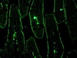 NHE3/SLC9A3, p Ser552 Antibody (14D5) - Azide and BSA Free, Novus Biologicals
