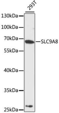 NHE8 Antibody - Azide and BSA Free, Novus Biologicals:Antibodies:Primary
