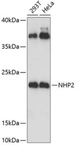 NHP2 Antibody - Azide and BSA Free, Novus Biologicals 0.02 mL, Unconjugated:Antibodies,