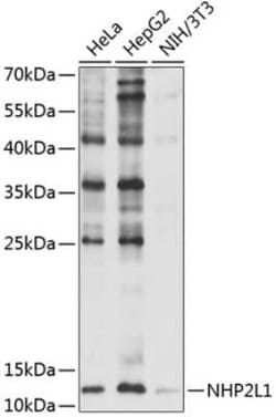 NHP2L1 Antibody - BSA Free, Novus Biologicals:Antibodies:Primary Antibodies