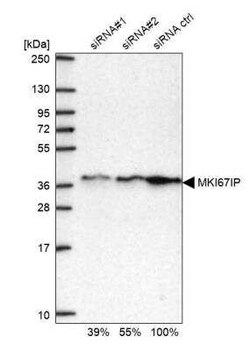 NIFK Antibody, Novus Biologicals 0.1 mL, Unconjugated:Antibodies, Polyclonal