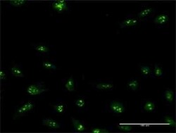 Novus Biologicals NIP7 Antibody, Novus Biologicals 0.05 mg | Buy Online | Novus Biologicals&trade; | Fisher Scientific