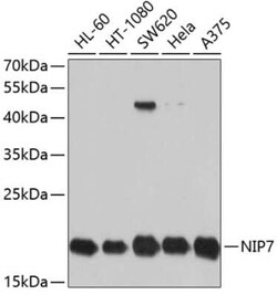 NIP7 Antibody - BSA Free, Novus Biologicals:Antibodies:Primary Antibodies
