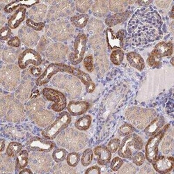 NIPSNAP3A Antibody, Novus Biologicals:Antibodies:Primary Antibodies