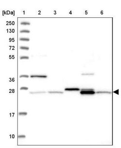 NIPSNAP3A Antibody, Novus Biologicals:Antibodies:Primary Antibodies