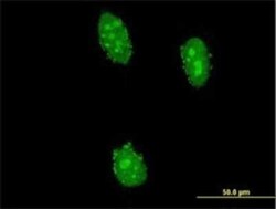 NIRF Antibody (3A11), Novus Biologicals 0.1 mg; Unconjugated:Anticuerpos
