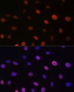 NIRF Antibody - BSA Free, Novus Biologicals 0.1 mL; Unconjugated:Antibodies,